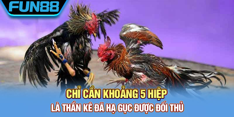 Những chiến tích lừng lẫy gà xám thần giành được 